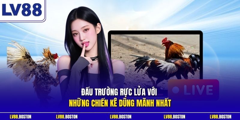 Đấu trường rực lửa với những chiến kê dũng mãnh nhất